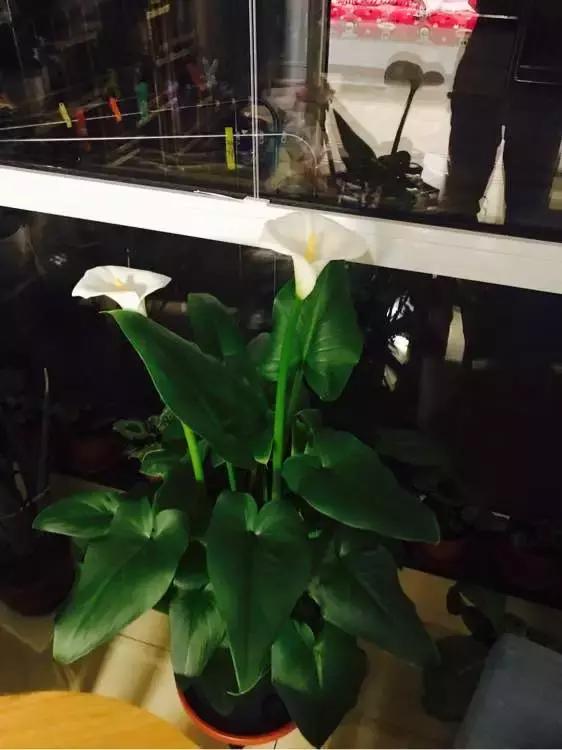 马蹄莲和白掌红掌的区别,马蹄莲和白掌哪个更加珍贵