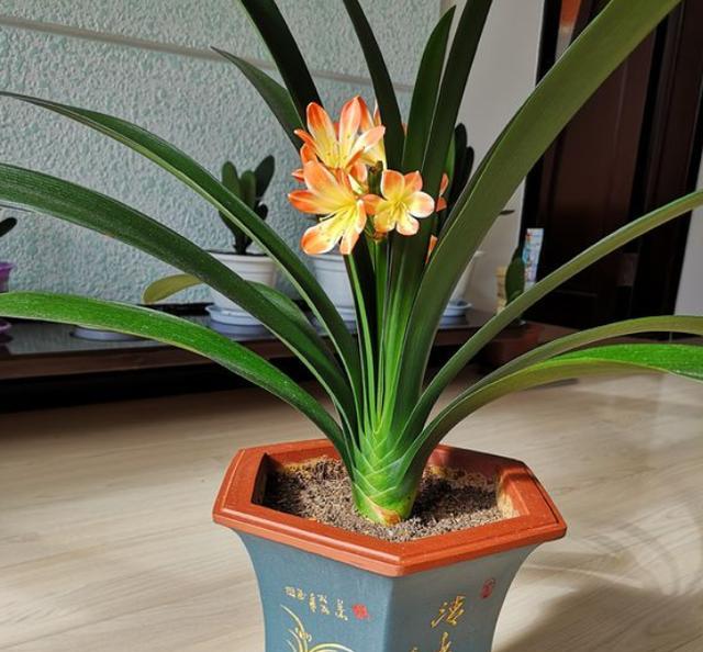 君子兰总是不开花用了这几招,君子兰不开花正确方法