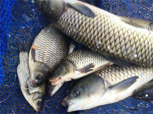 小凤仙全水域综合浮漂,小凤仙钓鱼浮漂