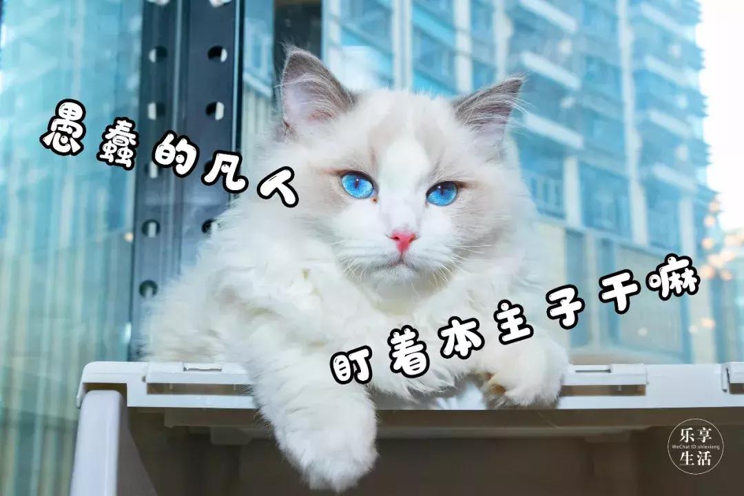 19.9包邮毛绒羊驼,羊驼9.9元秒杀直播