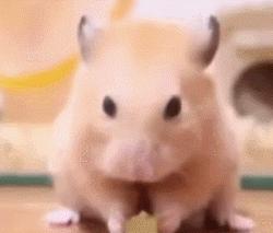 澳洲狗子吸毒,澳大利亚流浪狗