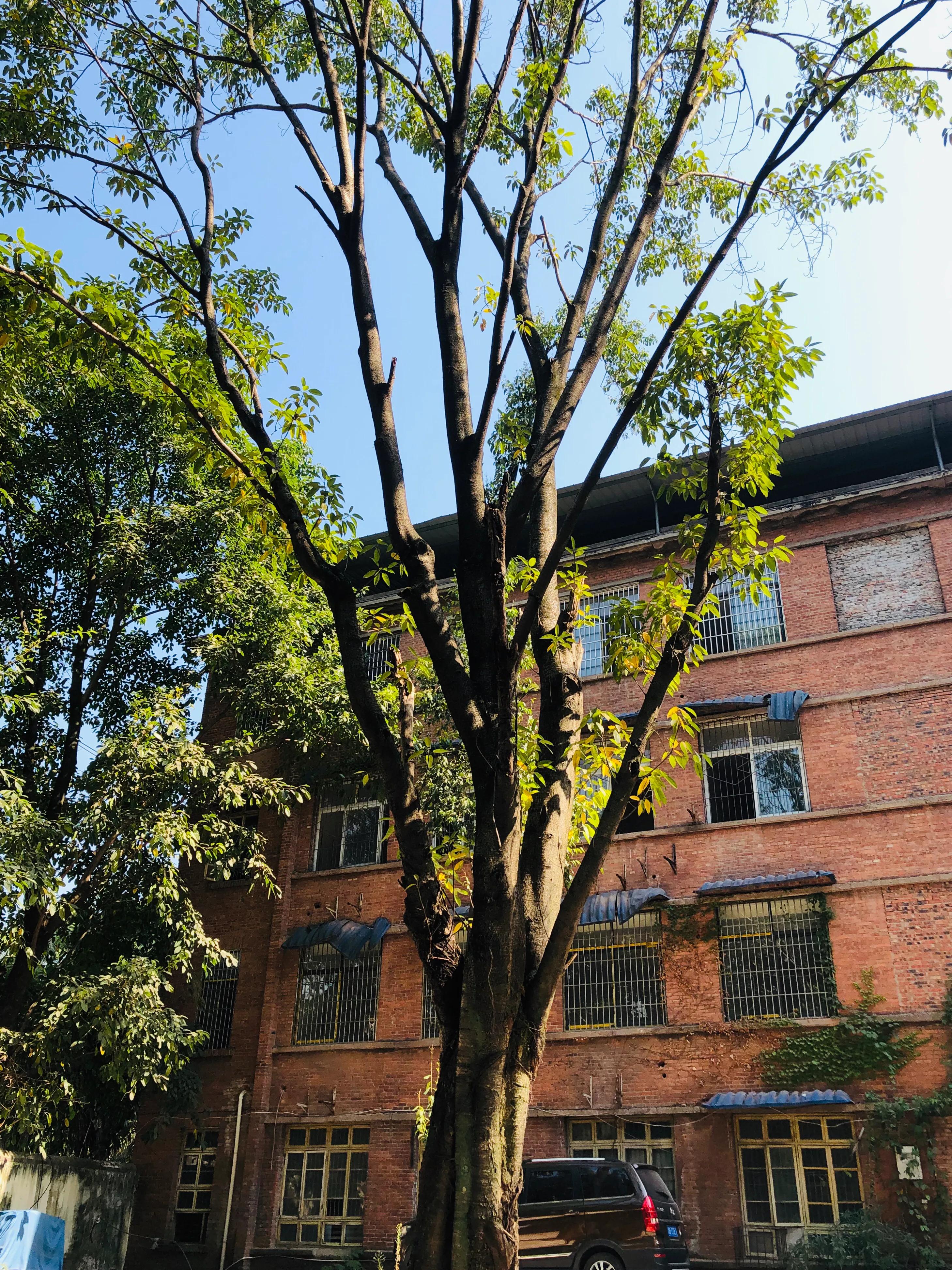 婕閲嶅簡瑙嗛,婕閲嶅簡