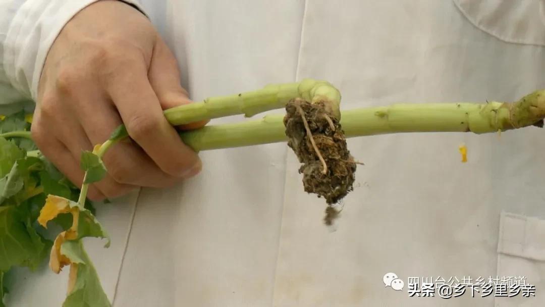 油菜得了病用什么药,油菜生病了怎么防治