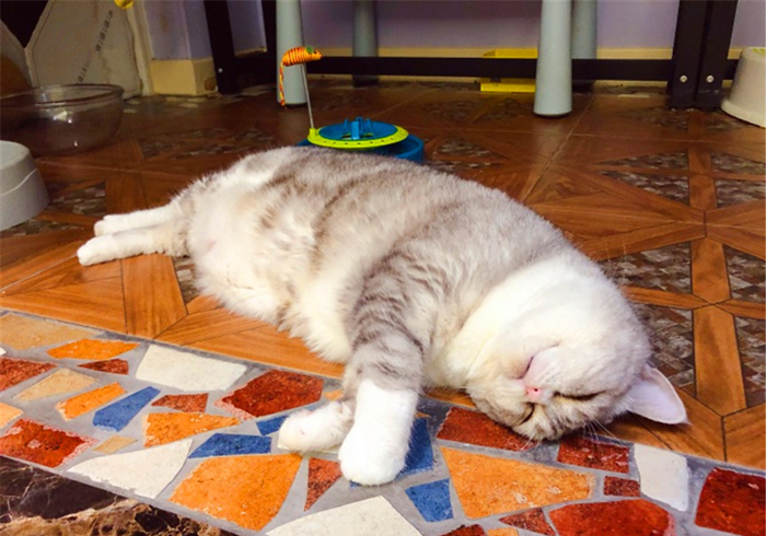 猫咪绝育前禁食禁水多久,猫咪绝育手术前禁水禁食