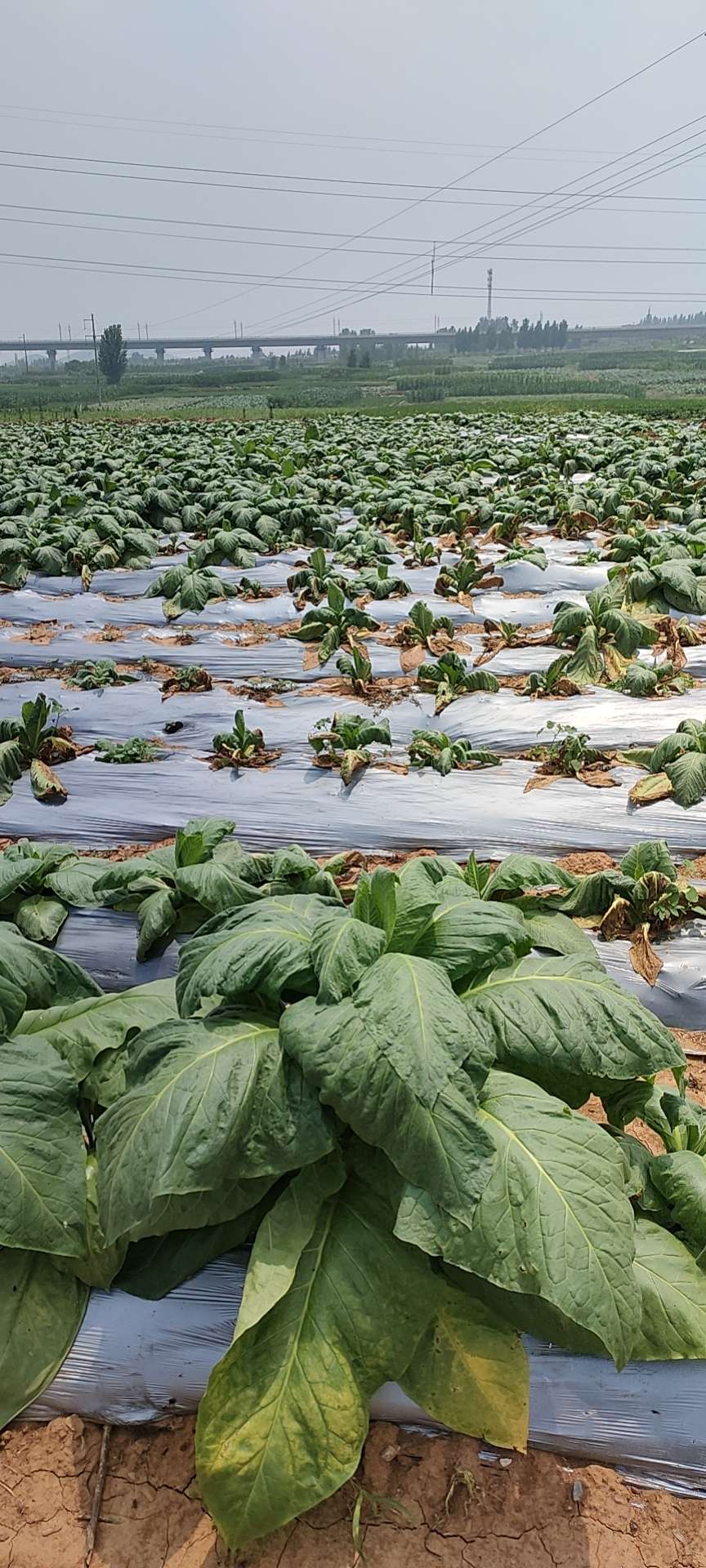 怎么才能做好农资店的生意,2022年农资店前景如何