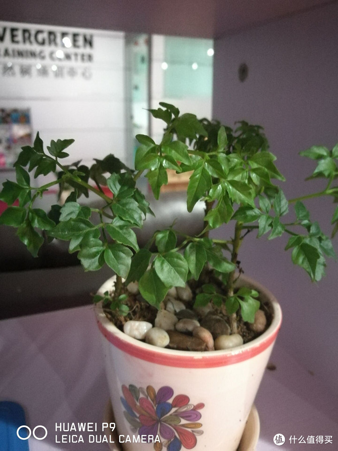 华为p9最新测试,华为p9真机曝光