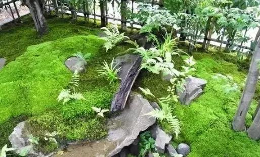 禅意庭院一定要用苔藓吗,禅意苔藓微景观制作视频