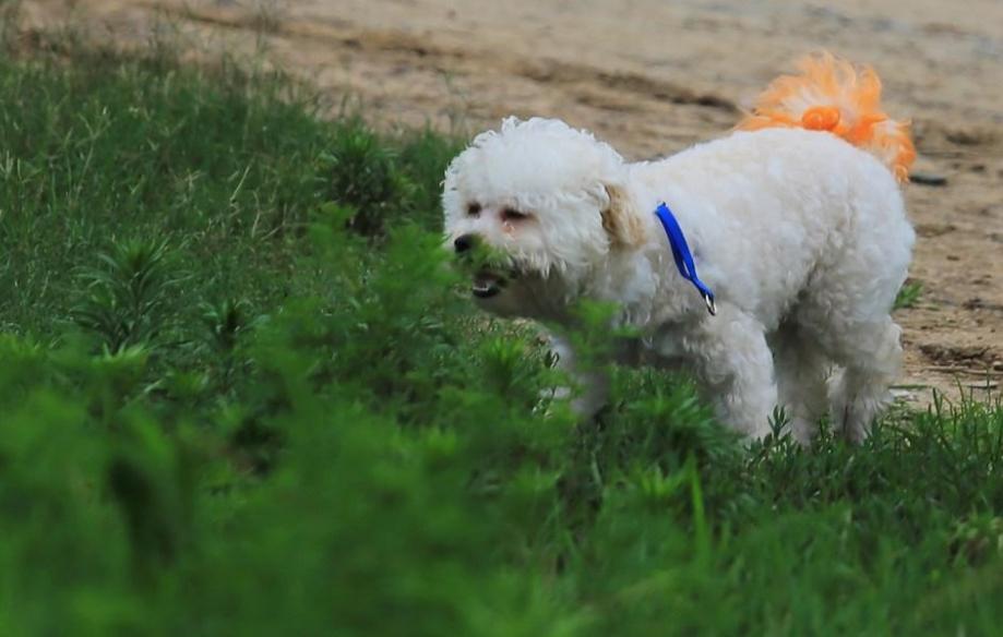 比熊开心视频,比熊开心的叫声