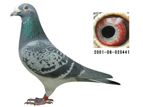 鸽子大了总是要飞的,那些不知不觉就会深陷的养鸽误区