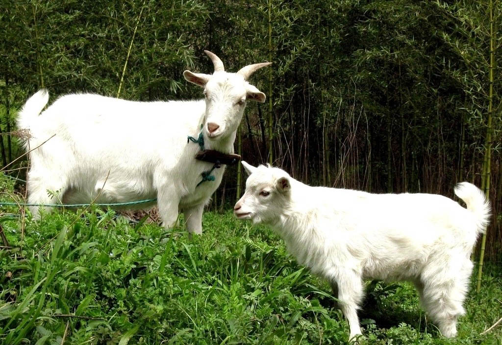 农村这两个养殖项目年收入十几万，我要回乡创业选哪个更好？