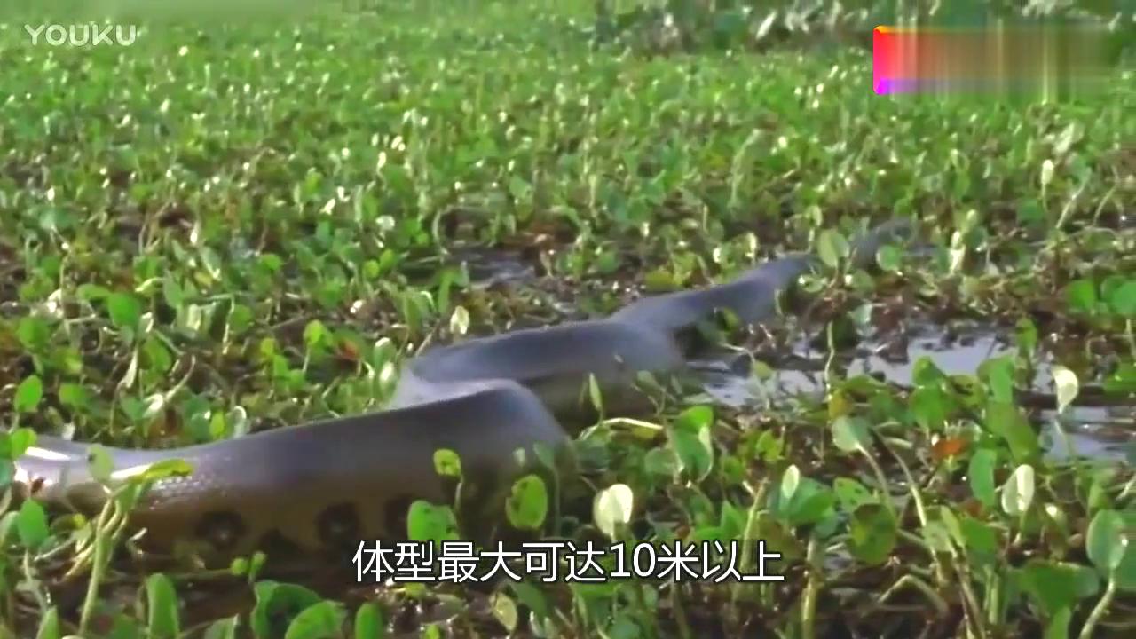 为什么人们不敢在亚马逊河游泳,亚马逊河多可怕没有一座桥