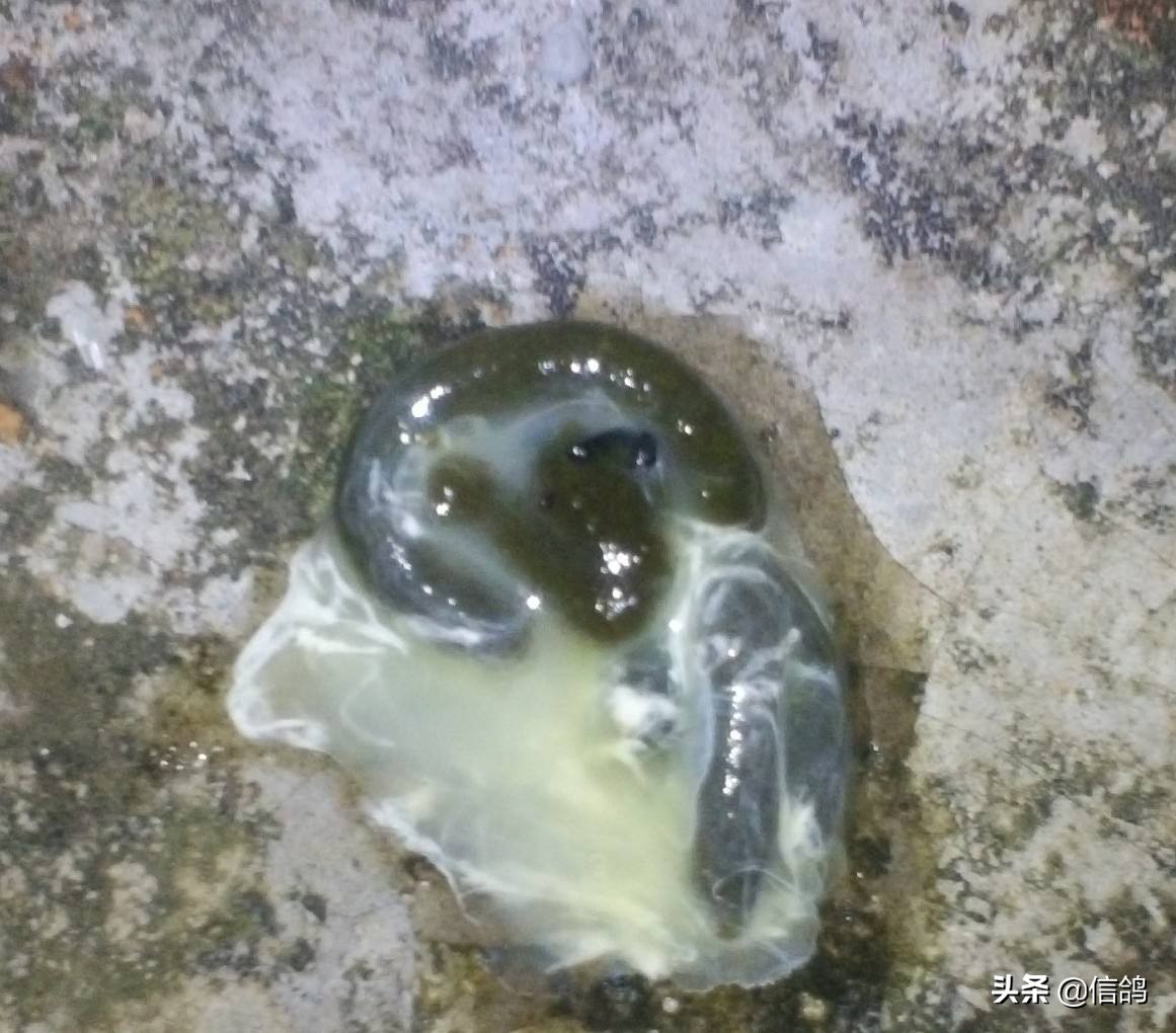 鸽子常见的病防治,鸽子有哪几种常见疾病