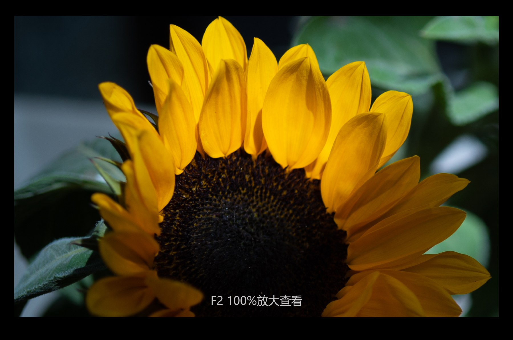 福伦达35mm1.5镜头好不好,福伦达35f2镜头评测