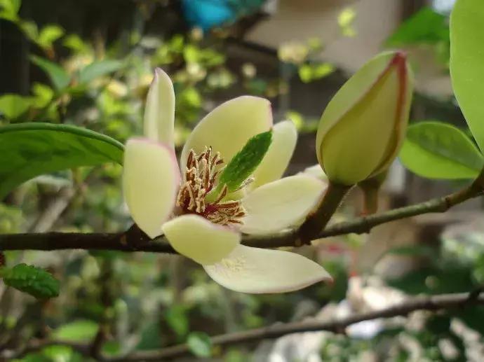 好书推荐快来领取你的宝藏书单,100种百花图谱大全