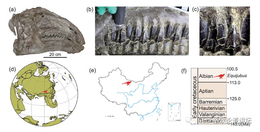 关于恐龙的研究详细,恐龙食谱大全及做法