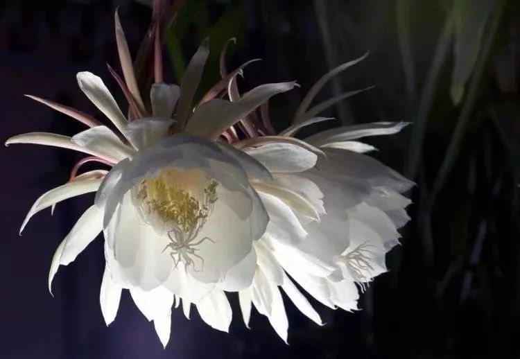 养花公认最美4种花满屋飘香,公认最好养的五种花