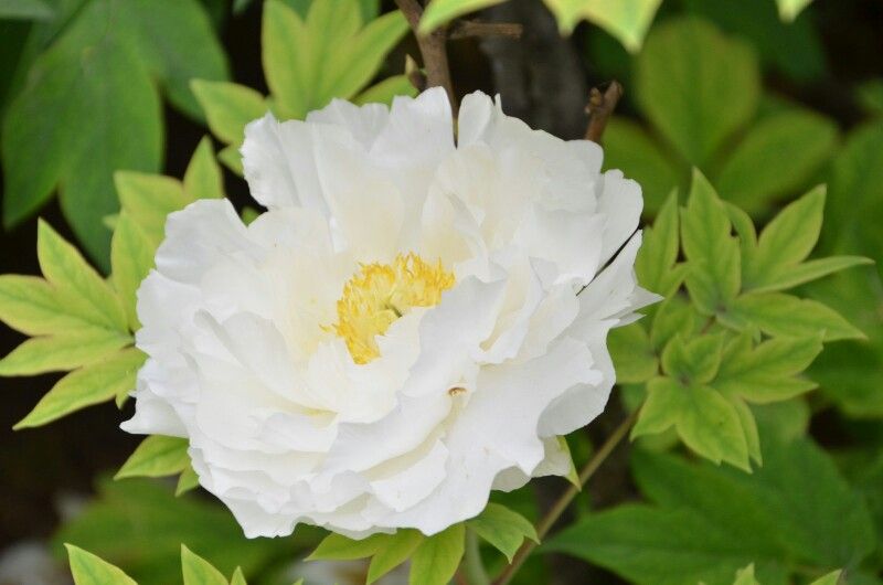 为什么牡丹是中国的国花,为什么牡丹能成为中国国花