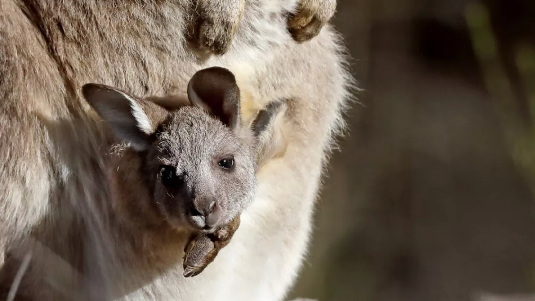 有袋动物为什么都在澳大利亚,有袋动物小科普