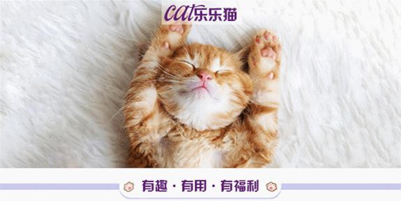猫咪胡须对猫有什么影响,猫咪的胡子能招财吗