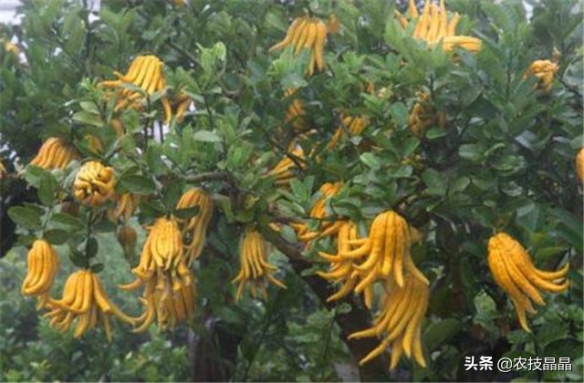 成熟结果佛手怎么种植才能发芽,冬天从网上买的佛手苗怎么种植