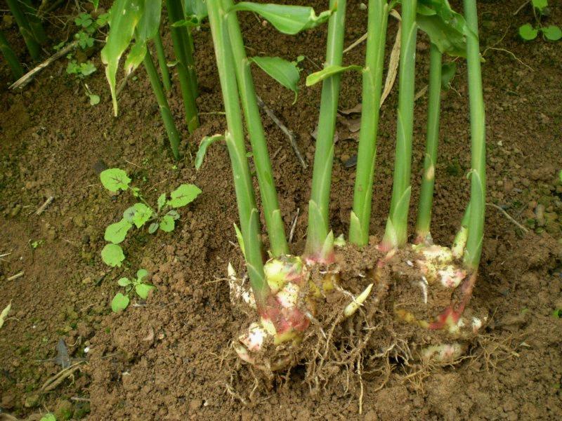 自家菜园种生姜方法,生姜盆栽在山东什么时候种合适