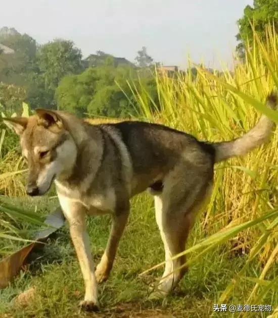 这样的中华田园犬难道你不爱吗,怎么样的才能称得上中华田园犬