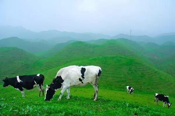 川西彩林自驾风景,川西三大草原绝美自驾游