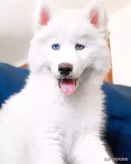 哈士奇和萨摩耶生的孩子长什么样,哈士奇和萨摩的孩子能长到多少斤