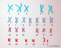 免疫不良妊娠可以通过中药治疗吗,怀孕免疫缺陷基因怎么查