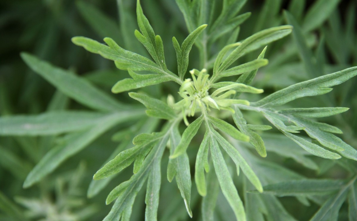 艾草真正的功效,艾草具体什么作用