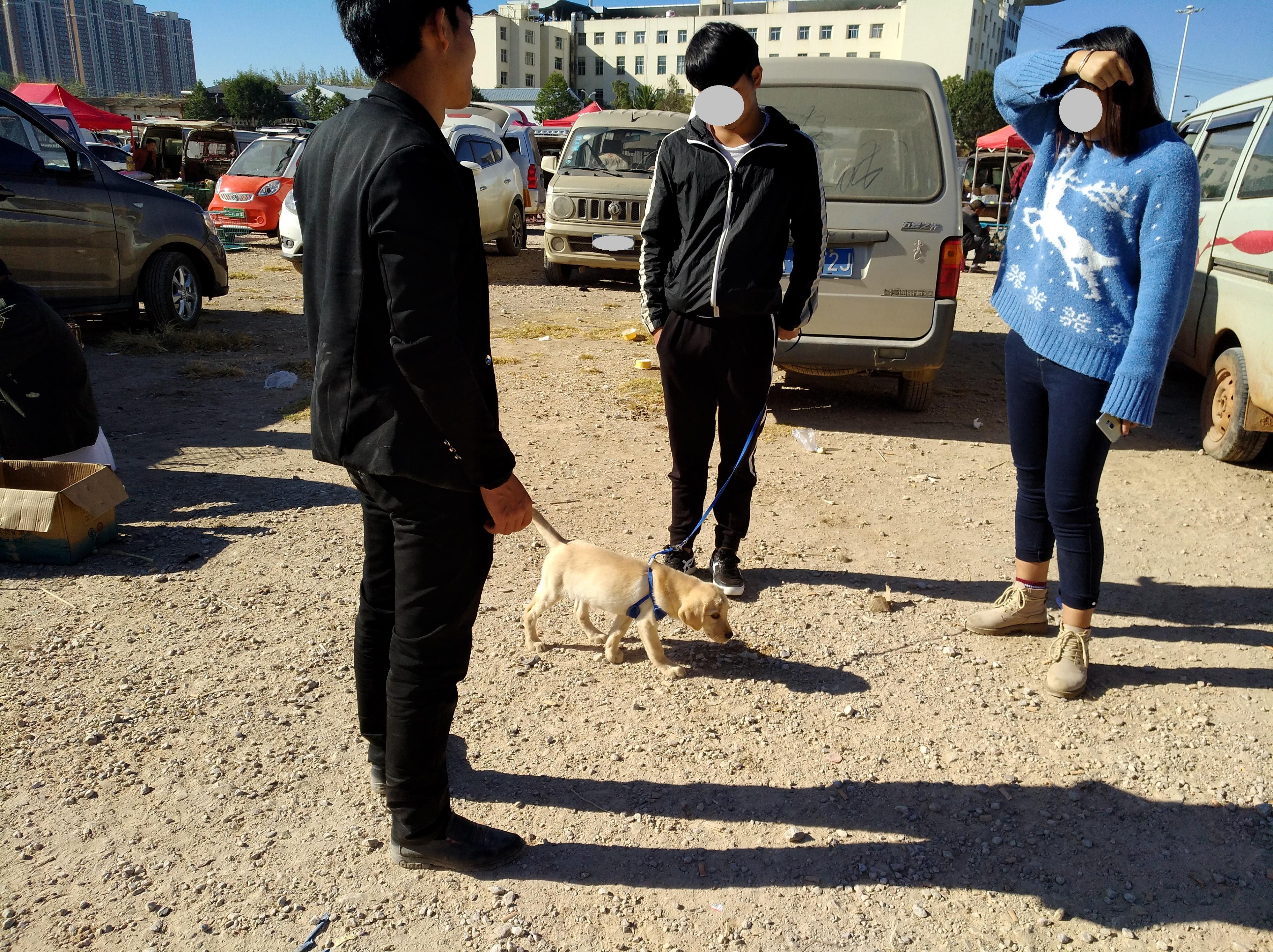 70斤拉布拉多卖给狗贩子多少钱 (买了只拉布拉多1000块钱)