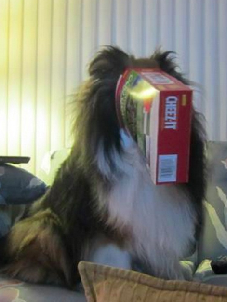 宠物狗不小心吃了塑料袋怎么办,宠物狗不小心吃了塑料袋