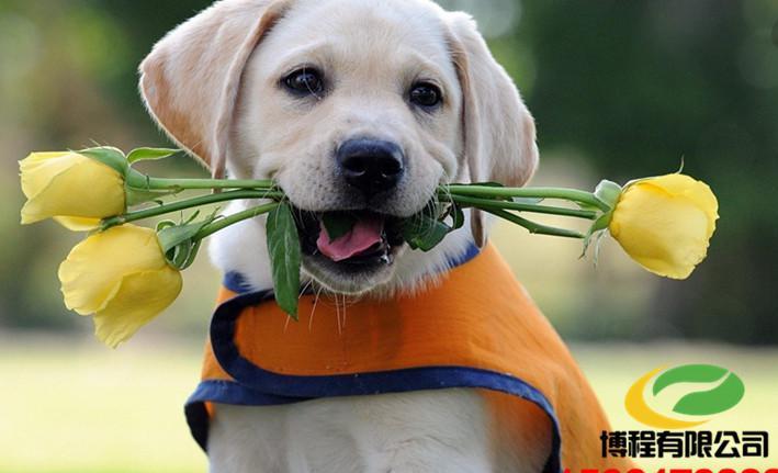 世界上最贵的狗狗排名,世界上最受欢迎的狗狗是什么狗