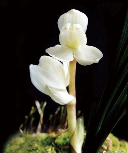 世界十大花卉排行榜名单,世界十大名贵花草