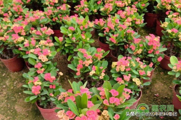 铁海棠怎样管理能开花,铁海棠最低耐寒多少度