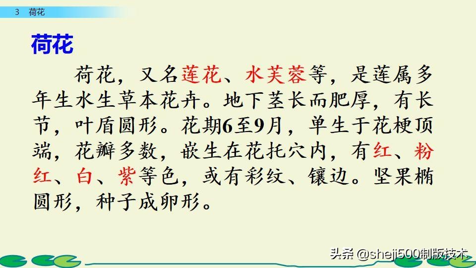 部编版三年级下册语文3荷花讲解,三年级下册部编语文荷花教学视频