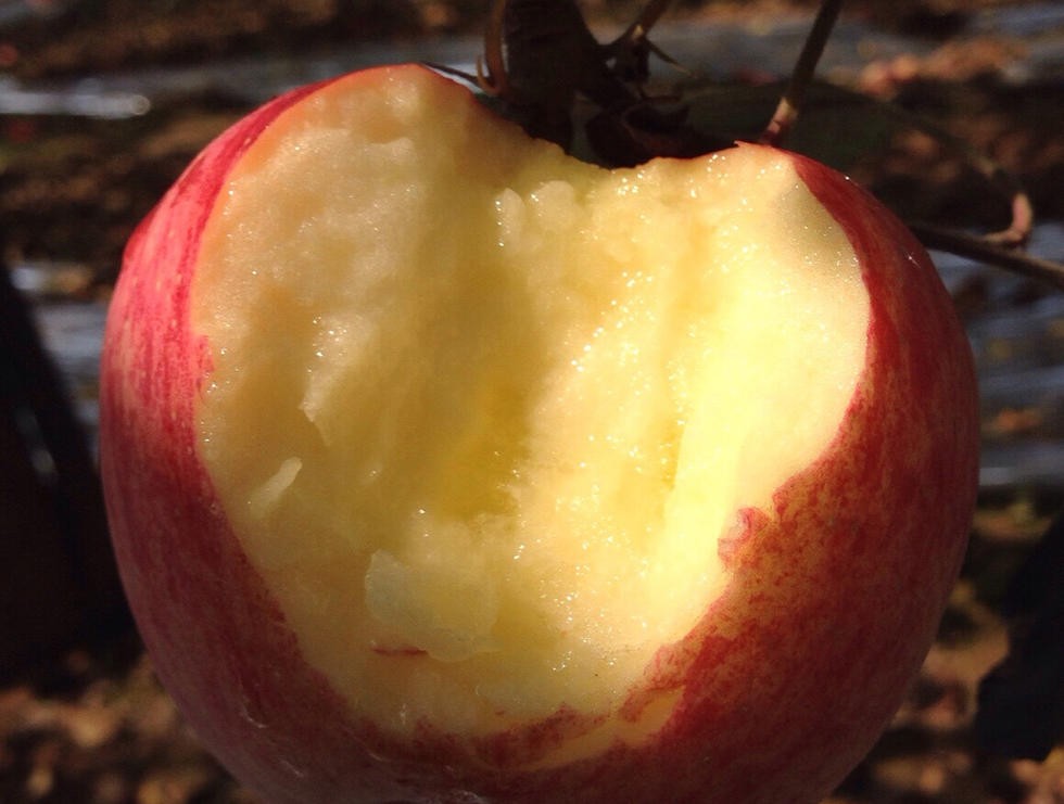 新疆地区最好的苹果品种,阿克苏苹果和甘肃苹果哪个好