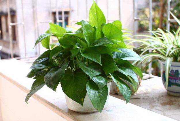 水培绿萝烂根叶子变黄怎么拯救,水培绿萝烂根黄叶家庭小妙招