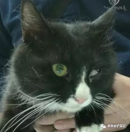 猫咪咬伤主人知道自己错了吗,猫咪头上被猫咪咬了发红怎么处理