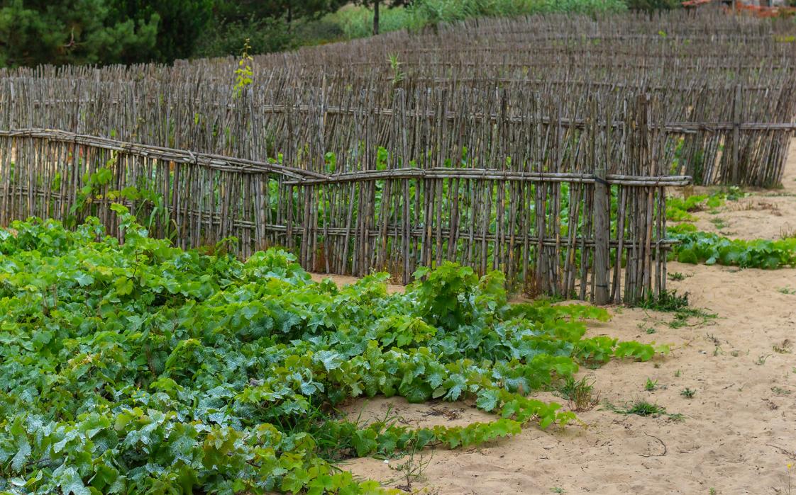 土壤贫瘠怎么办,土壤很湿怎么施肥