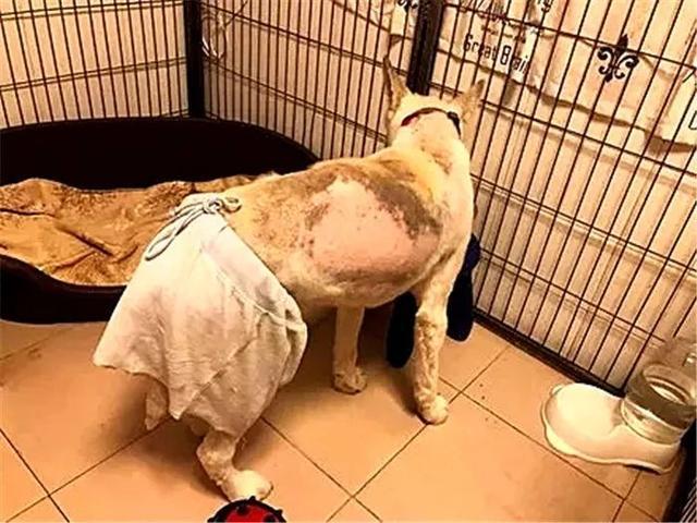 阿拉斯加被领养后又遭罪,面庞皮肤坏死,领养时四点条件不能少!