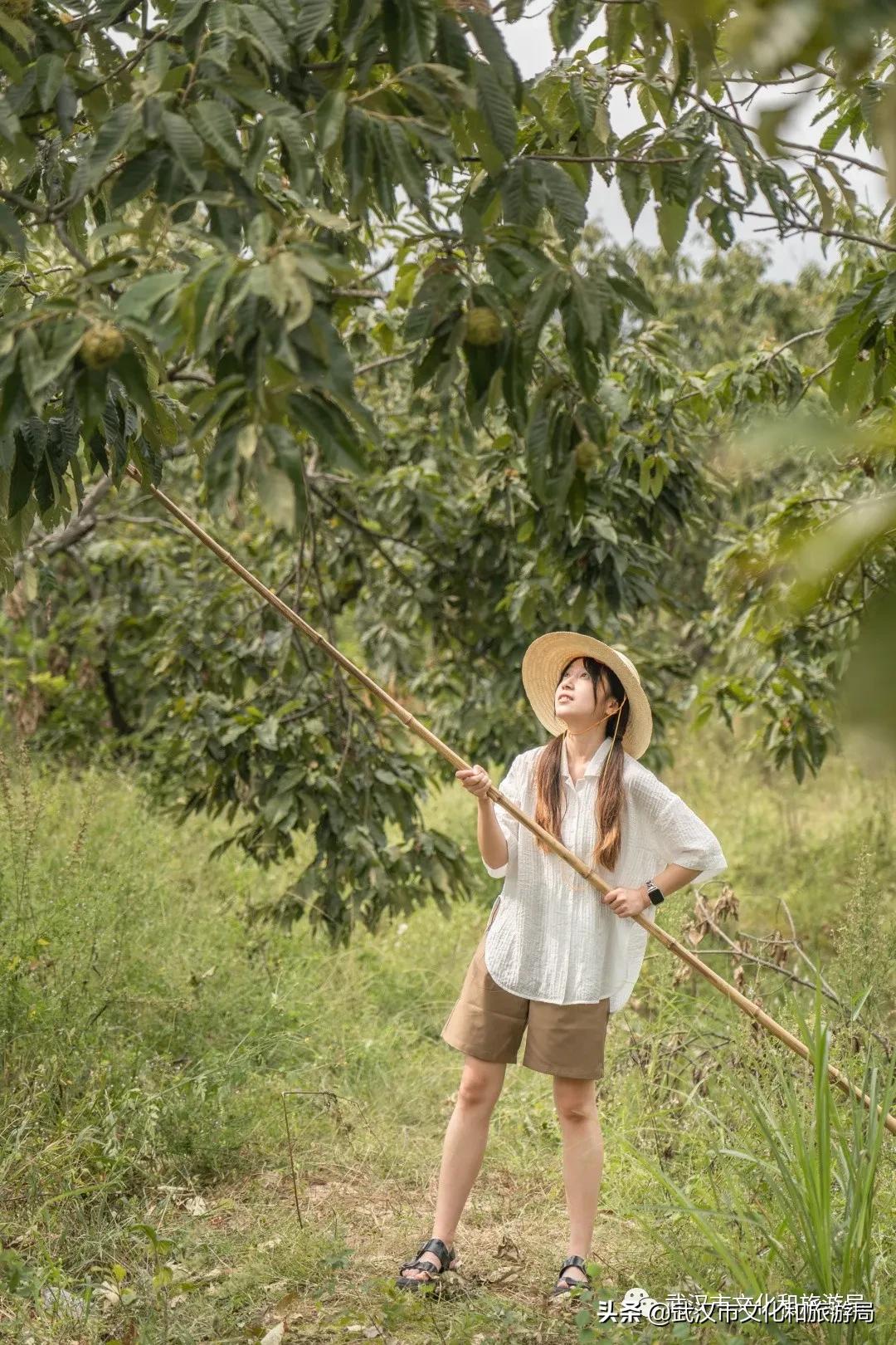 板栗葡萄采摘园,板栗桠葡萄采摘园