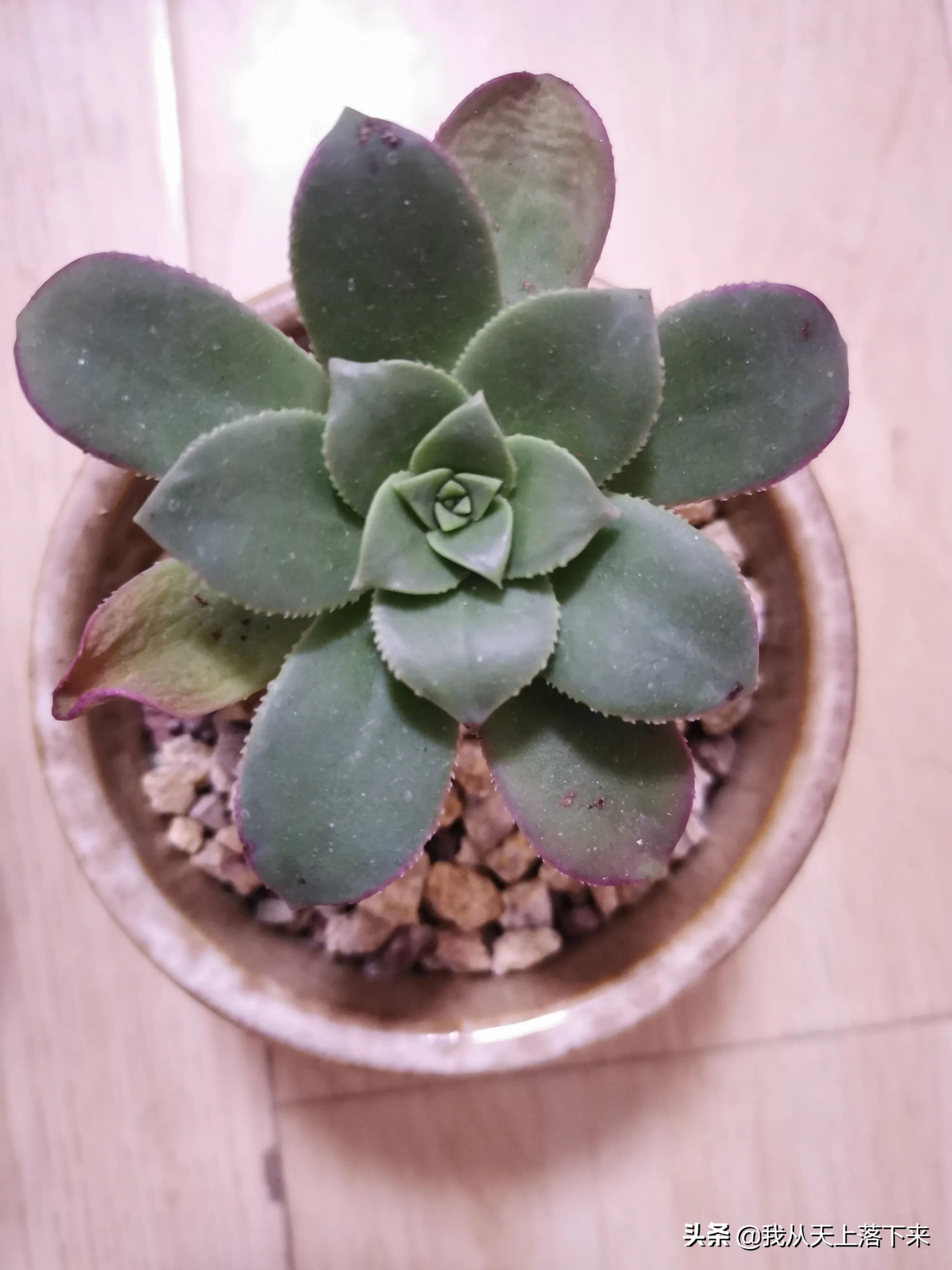 89种常见多肉植物品种图，实物拍摄，还不认识的小伙伴赶紧收藏好