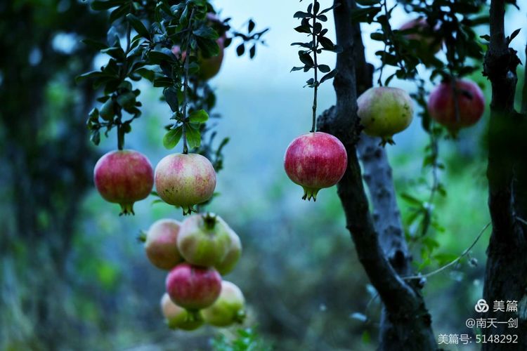 石榴一般几月份熟,石榴怎么判断熟了