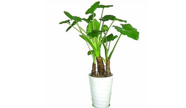 滴水观音开花啥兆头,滴水观音开花吗有什么用途和价值