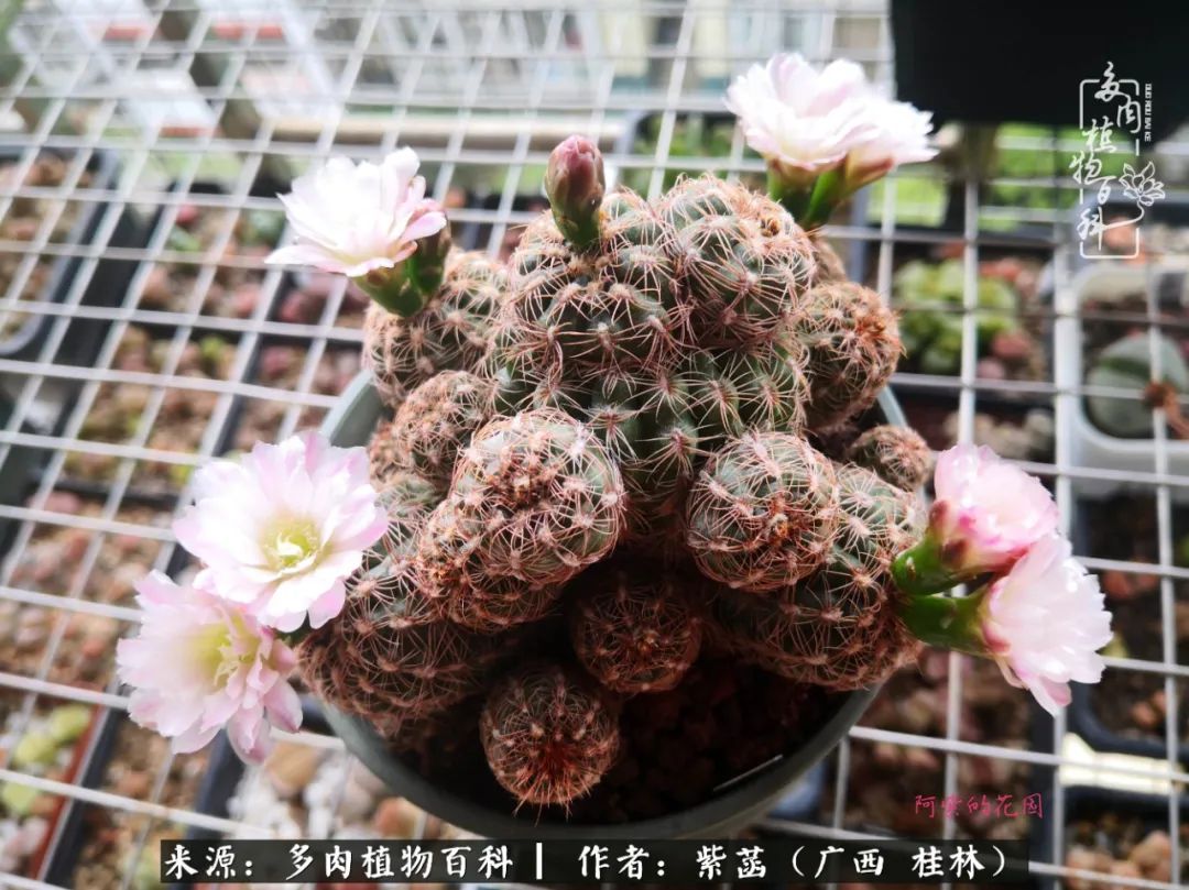 如何在夏天买的多肉度夏,多肉度夏好帮手