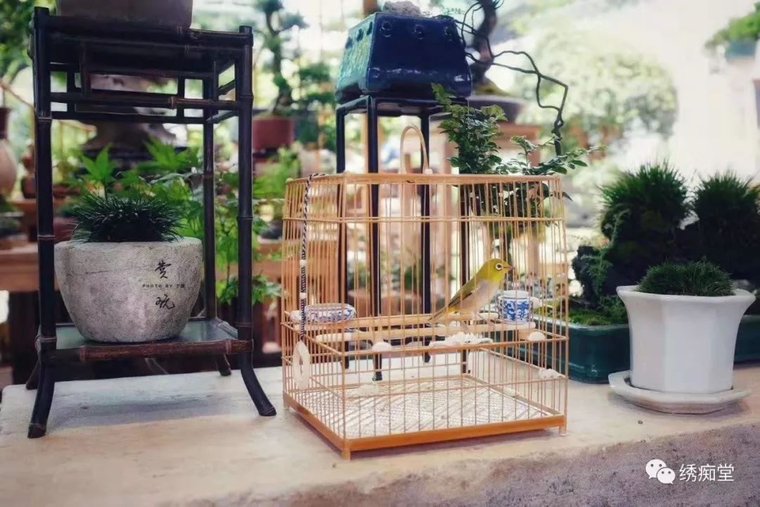 怎么分辨绣眼公母,绣眼一个月怎么判断公母