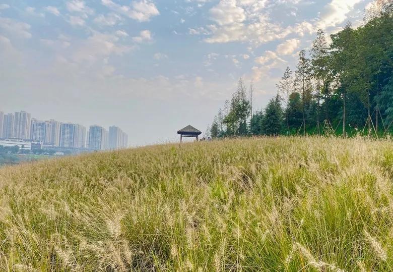 重庆55个景点免费游玩有哪些,重庆五一自驾游1天最佳路线