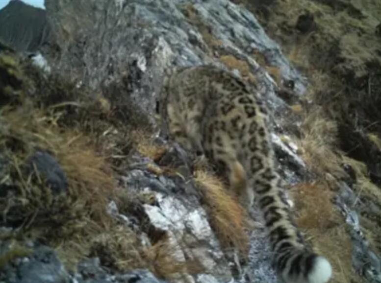 首次发现野生金钱豹,四川惊现野生金钱豹是真的吗