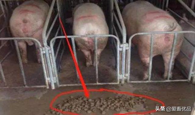 母猪不吃料怎么打吊瓶,母猪不吃料也不发烧应该怎么办